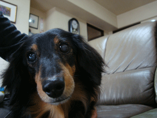 f0232522_16344792.gif