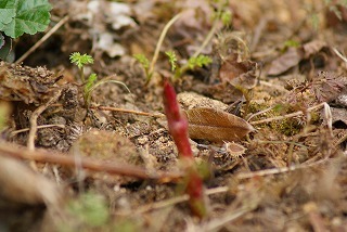 f0170524_1361254.jpg