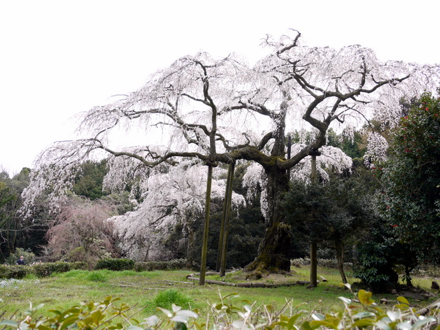 長興山紹太寺の枝垂れ桜_c0039428_21325855.jpg