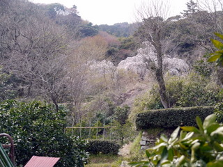 長興山紹太寺の枝垂れ桜_c0039428_21331330.jpg