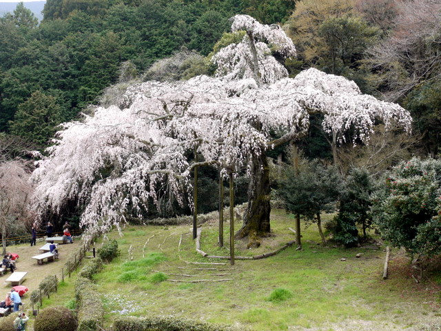 長興山紹太寺の枝垂れ桜_c0039428_2133157.jpg