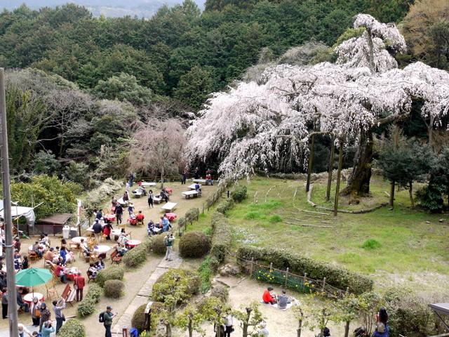 長興山紹太寺の枝垂れ桜_c0039428_21434713.jpg