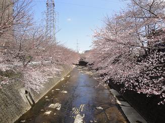 今年も桜デート_e0170128_22452566.jpg