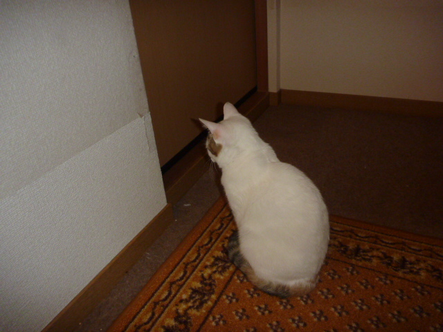 その頃保護猫親仔は・・・_f0214028_10401892.jpg