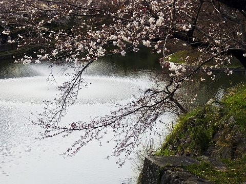 お花見?_c0077531_10535410.jpg
