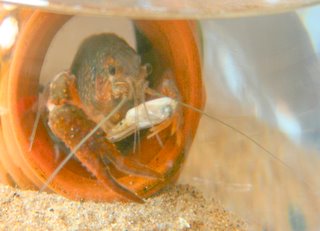 ザリガニ ハサミの再生2 のどかに ザリガニ ハサミの再生2 のどかに