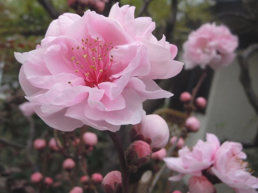 07/April  ピンク色の花桃と黄色い水仙_e0149934_4513893.jpg