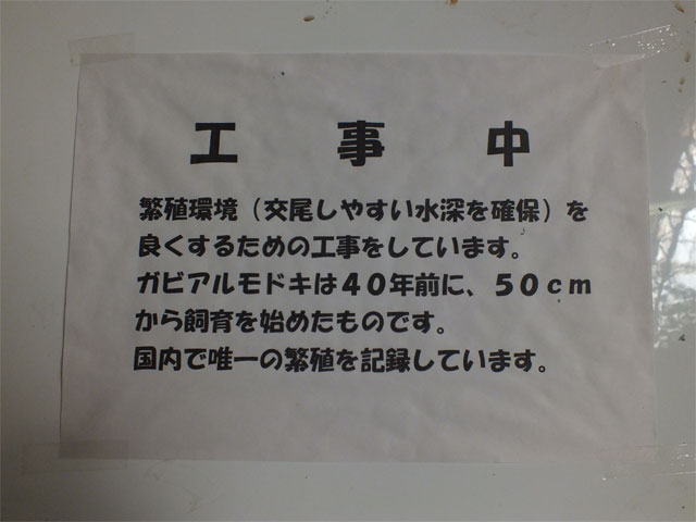 ワニ池、再び_a0179837_2258684.jpg