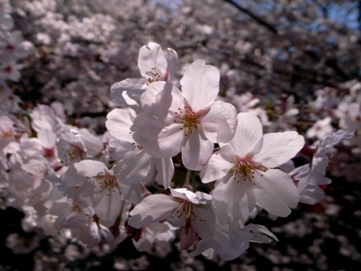 中目黒桜と桜もち♪_a0076039_22502229.jpg