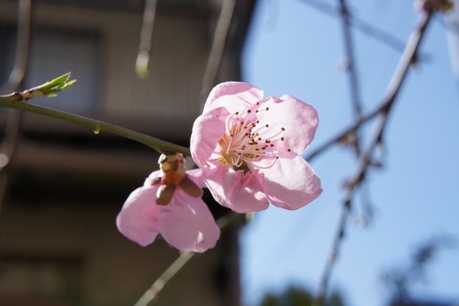 桜など（４／６）_b0008241_18361493.jpg