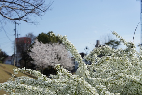 桜など（４／６）_b0008241_1837922.jpg