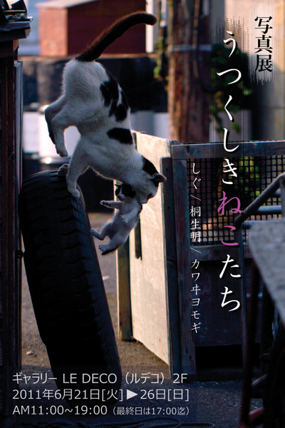 「東京猫物語」企画写真展_c0194541_1425167.jpg
