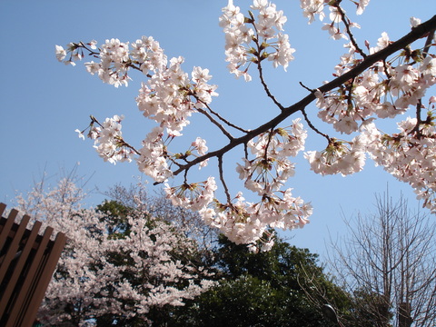 神田明神の桜と\"SAKURA TEA\"_d0153941_14132852.jpg