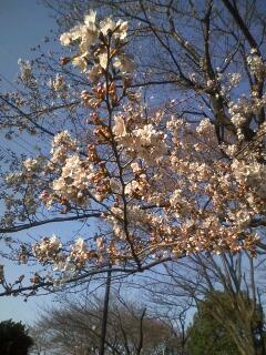 桜です_b0145843_05867.jpg
