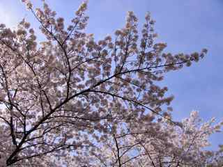 【Sakura 2011】 東京西部 vs 東京東部 + 謎の男_f0077051_2324863.jpg