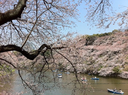 桜で一息。_e0177453_7124079.jpg
