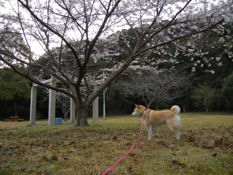 2011年4月7日(木)普通のことの幸せ!_f0060461_14221215.jpg