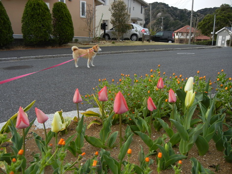 2011年4月7日(木)普通のことの幸せ!_f0060461_14235120.jpg
