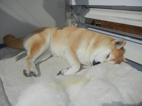 2011年4月7日(木)普通のことの幸せ!_f0060461_17333346.jpg