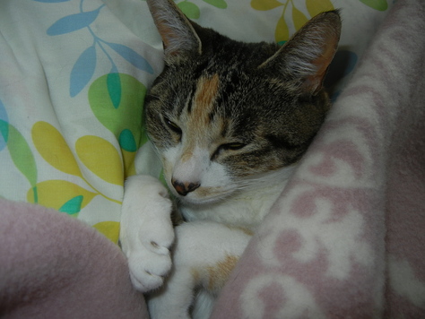 2011年4月7日(木)普通のことの幸せ!_f0060461_1735743.jpg