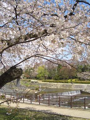 出町　賀茂川沿いの桜_c0128862_14205611.jpg