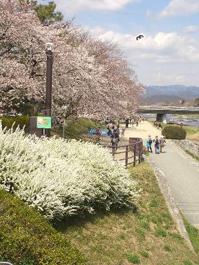 出町　賀茂川沿いの桜_c0128862_1421108.jpg