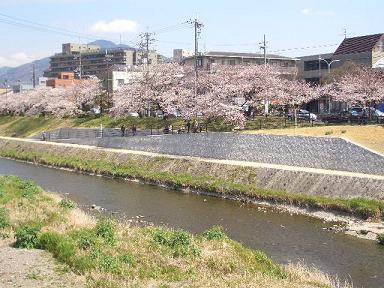 出町　賀茂川沿いの桜_c0128862_14212228.jpg