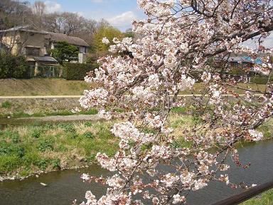 出町　賀茂川沿いの桜_c0128862_14213322.jpg