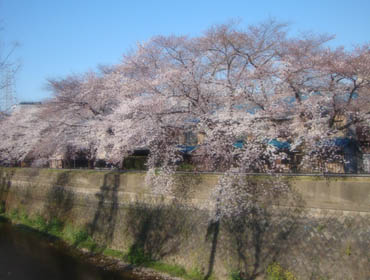 天神川の桜_b0160363_23485041.jpg