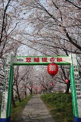 大垣の桜_f0106664_17231078.jpg