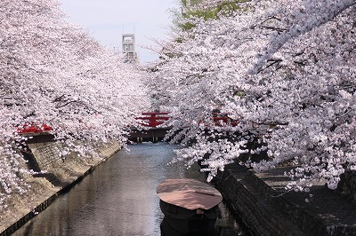 大垣の桜_f0106664_17292752.jpg