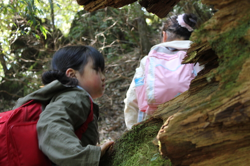 屋久島記～翠の深い森はホントに深かったし、記事も長いぞ～_e0221465_8225475.jpg