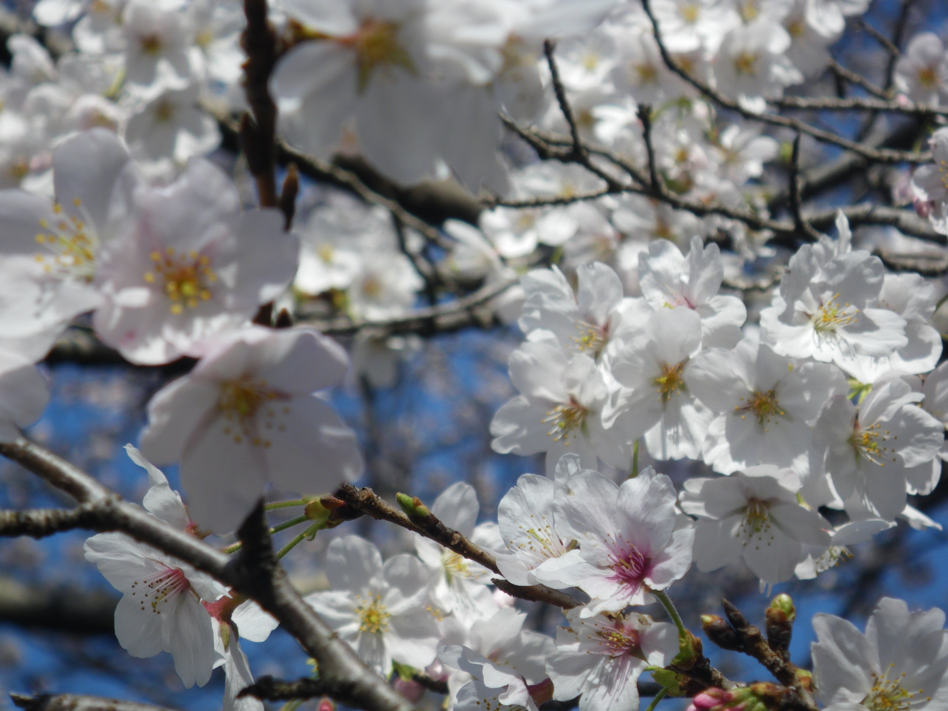 桜　たくさん　咲いた！_f0157268_18325130.jpg