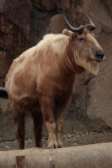 a0188771_7251398.jpg
