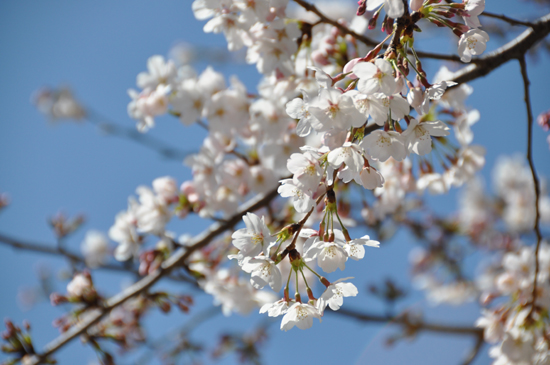 桜写真_e0171573_138086.jpg