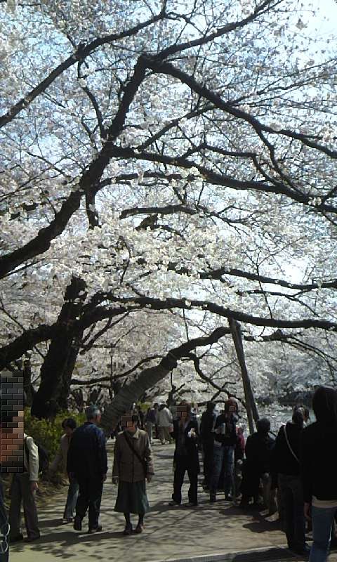 桜開花情報　③　　満開・・かな？？_e0212073_1392930.jpg