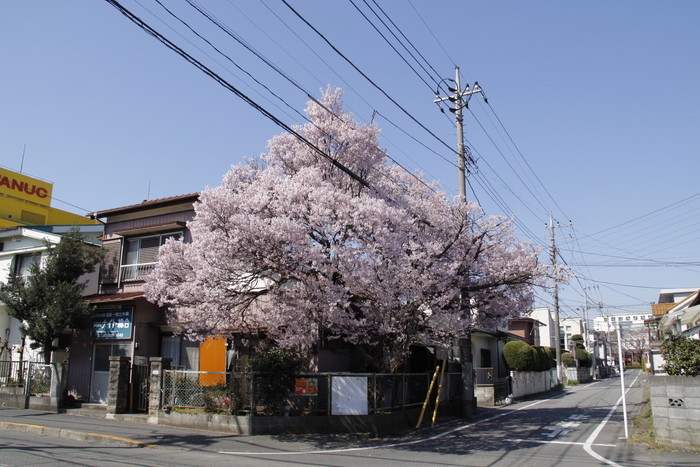 桜_a0053179_29442.jpg