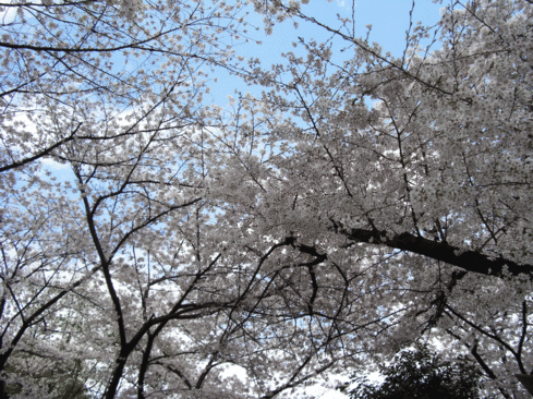 c0095679_13355288.gif