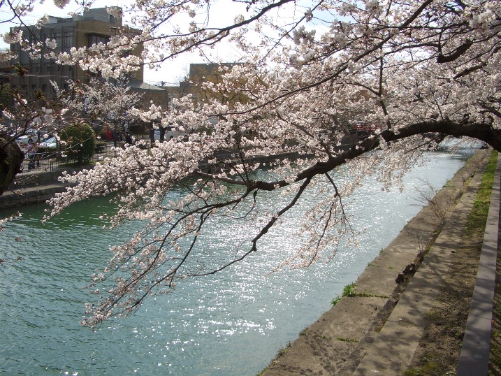 さくら・桜　・・・・・京都の桜＾＾　４月７日（写）_d0027986_1736362.jpg