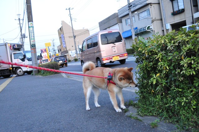 嬉しい「おかえりなさい」_a0126590_2333886.jpg