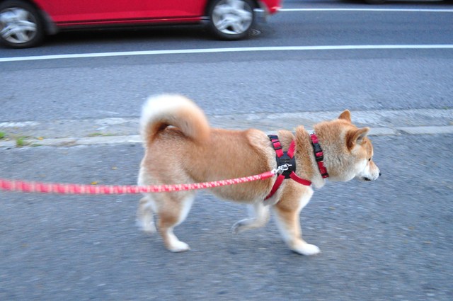 嬉しい「おかえりなさい」_a0126590_23371065.jpg