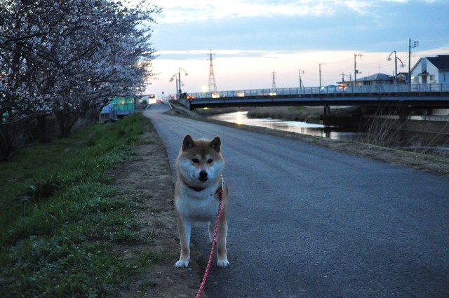 嬉しい「おかえりなさい」_a0126590_23502296.jpg