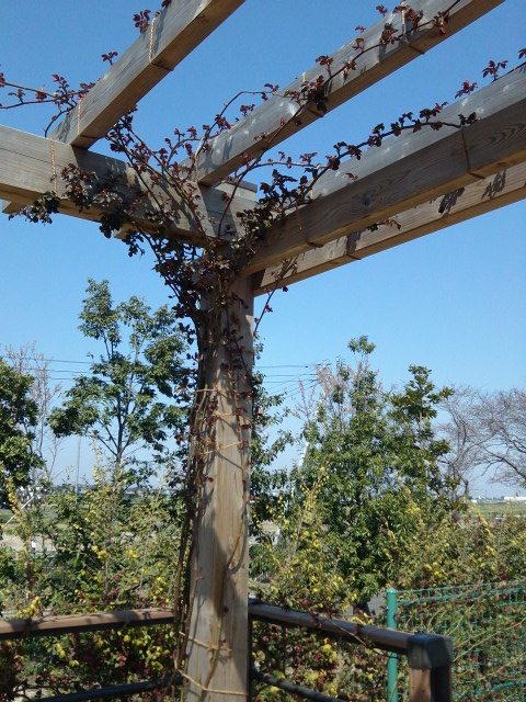 花菜ガーデン_d0164691_731032.jpg