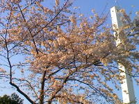 桜の舞い_f0040493_2237013.jpg