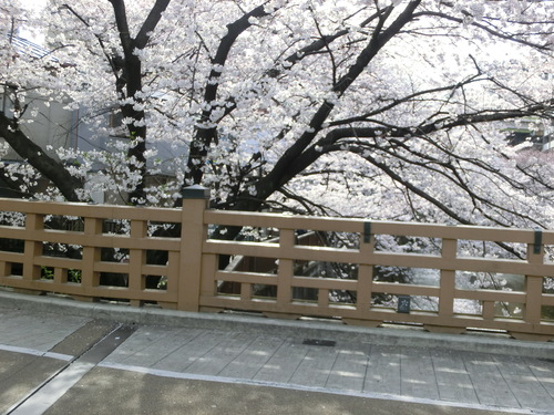 板橋の桜_b0139896_21521796.jpg