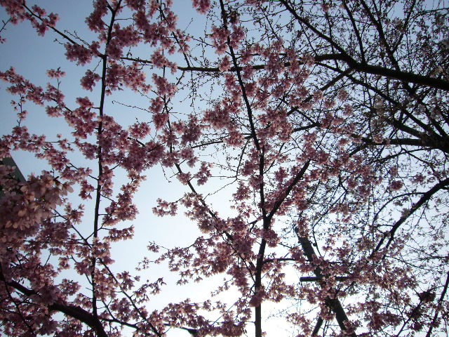 a0116902_20202359.jpg