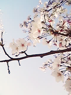 桜_e0228408_16234346.jpg