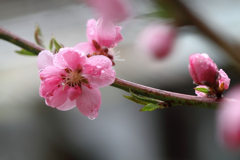 雨が降ったので_c0031909_23314392.jpg