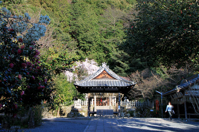 京の花だより　大豊神社_e0048413_17531657.jpg