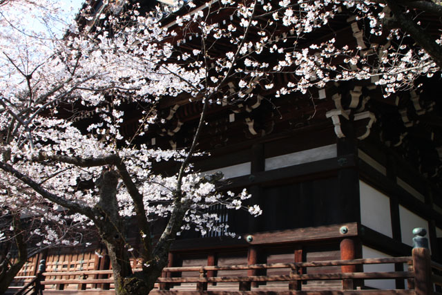京の花だより 真如堂から・・・_e0048413_20515715.jpg